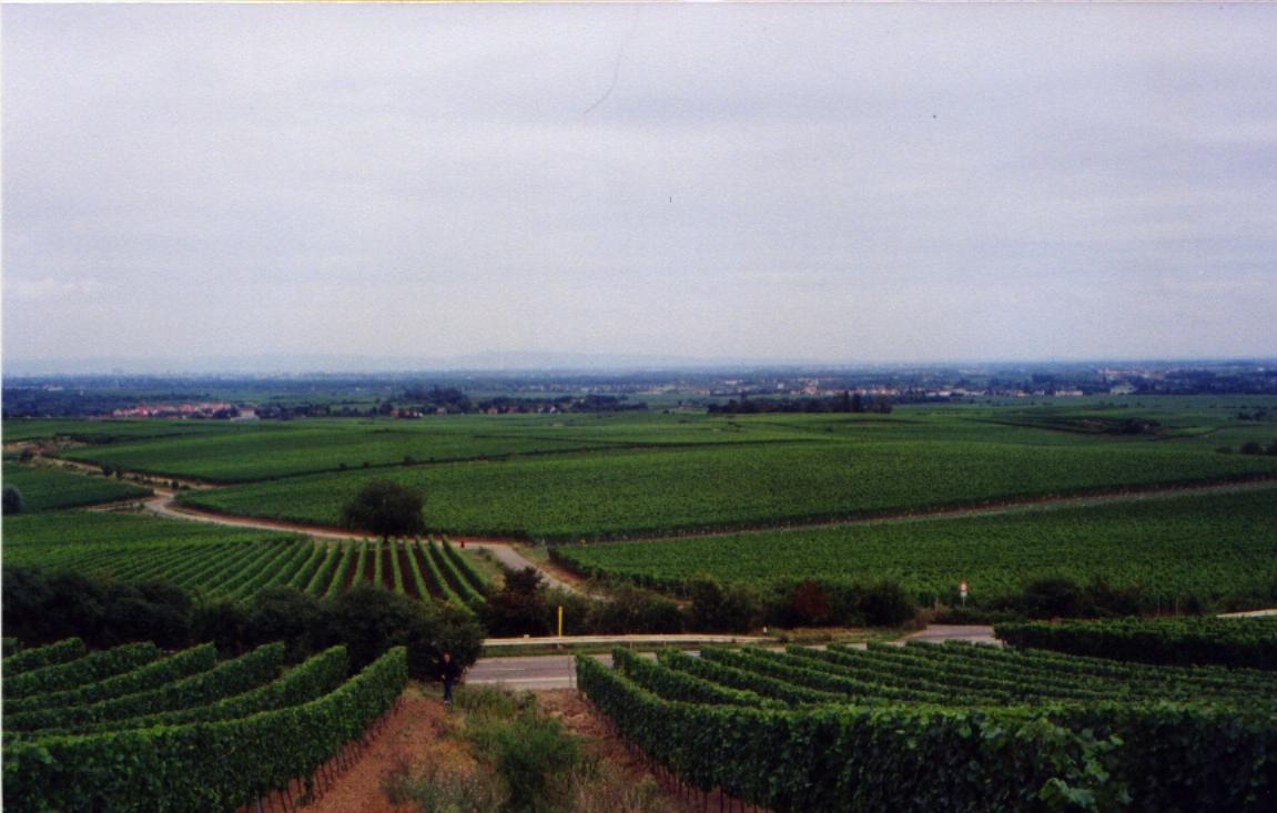 German Vinyards